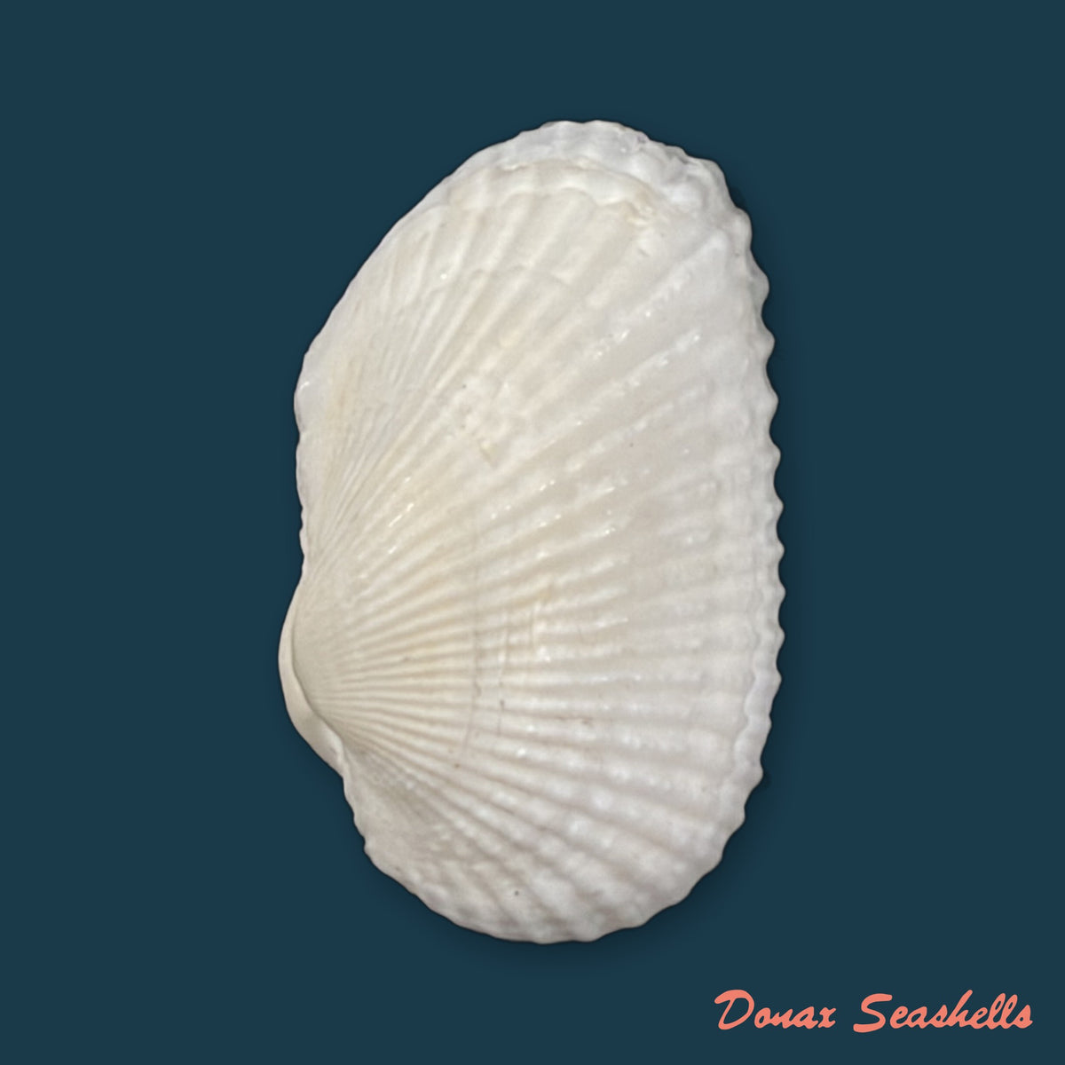 Anadara transversa (Say, 1822) - 28mm