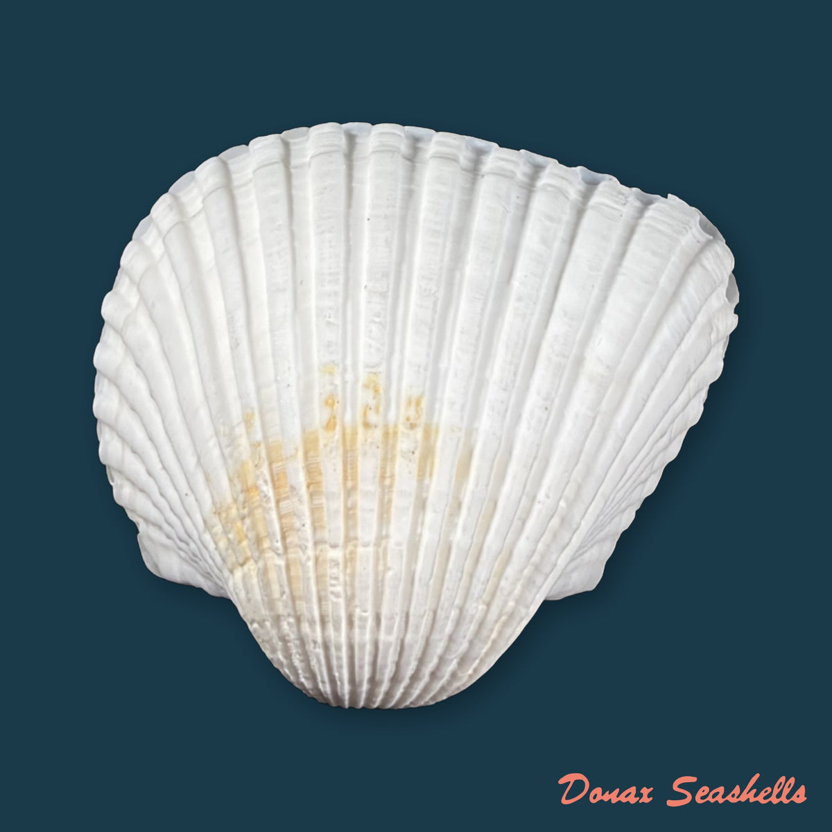 Larkinia grandis (Broderip & G. B. Sowerby I, 1829) - 49,4mm