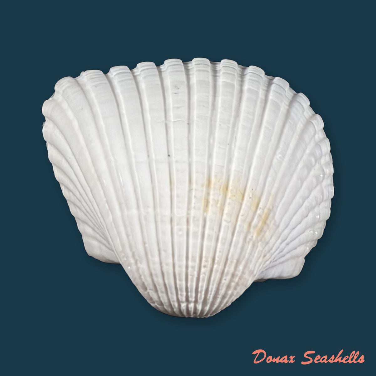 Larkinia grandis (Broderip & G. B. Sowerby I, 1829) - 49,4mm