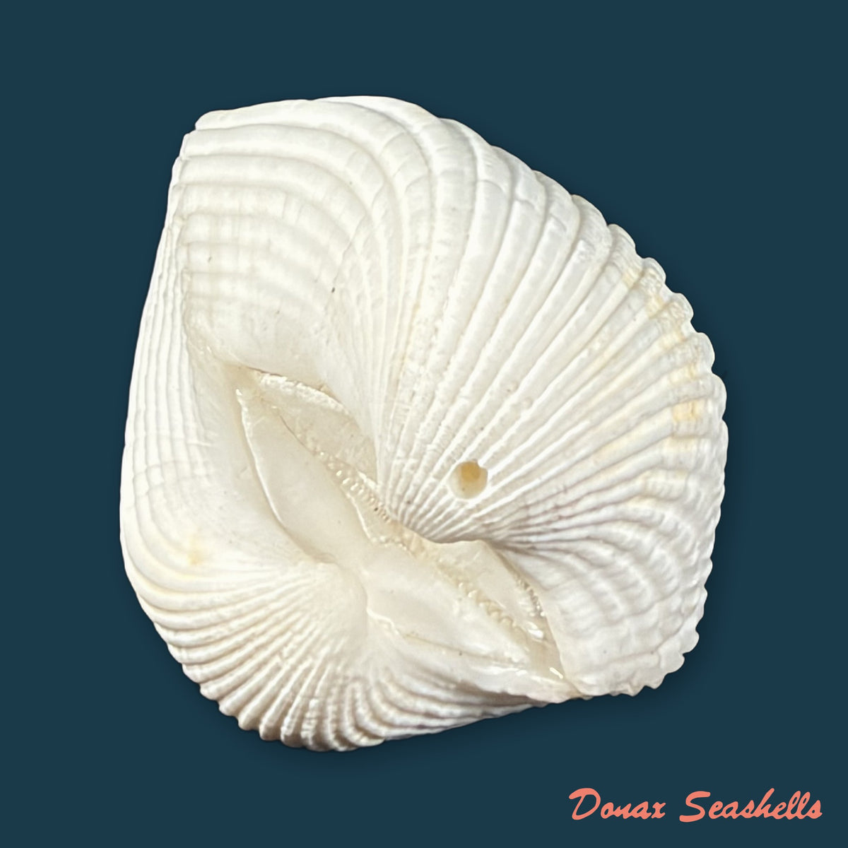Larkinia grandis (Broderip & G. B. Sowerby I, 1829) - 49,4mm