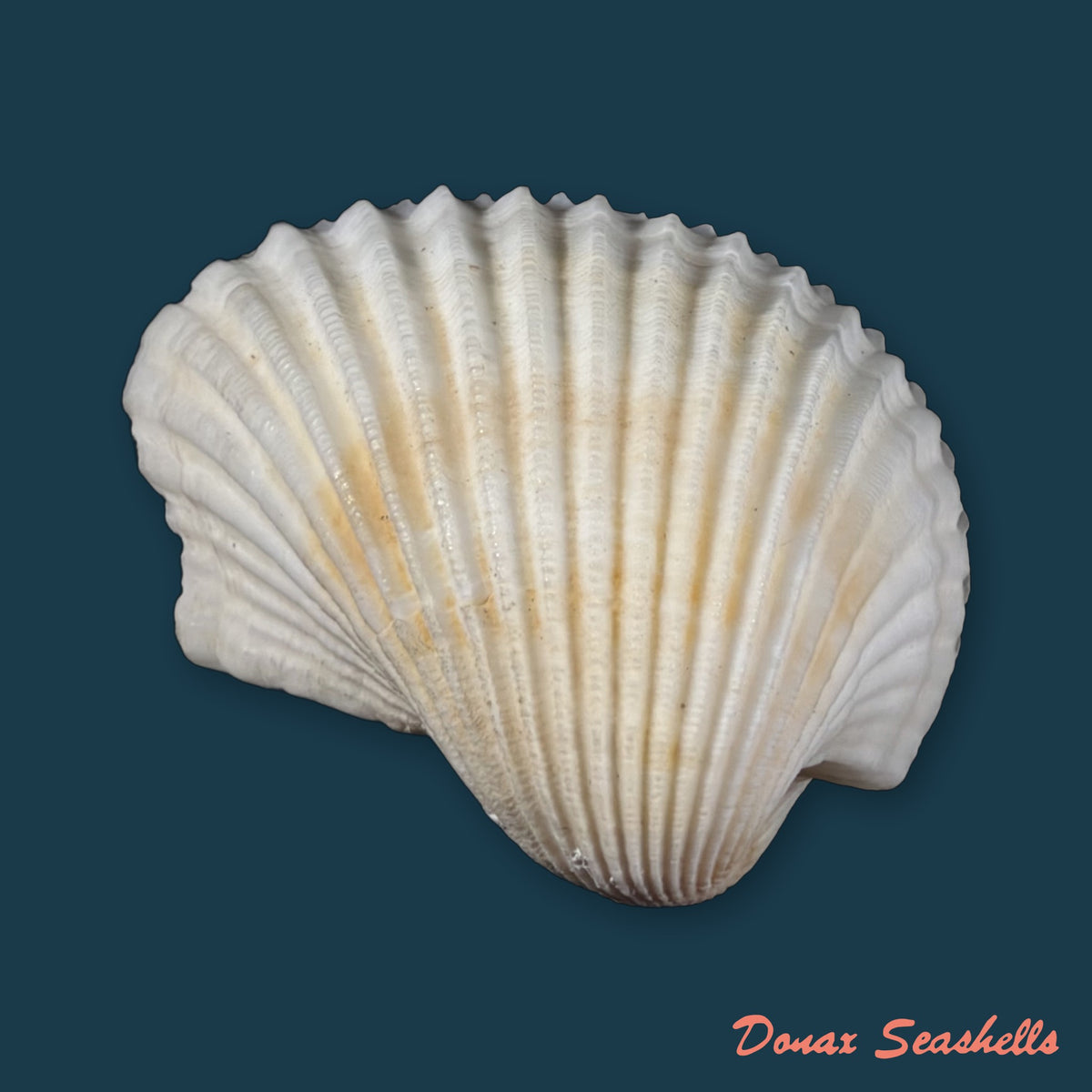 Larkinia grandis (Broderip & G. B. Sowerby I, 1829) - 52,7mm