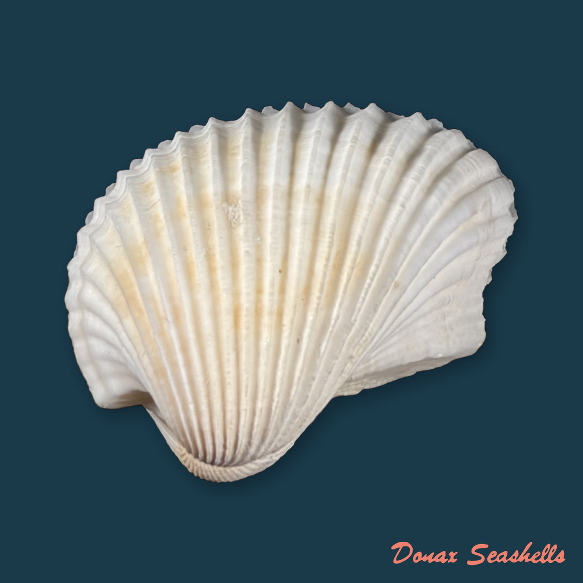 Larkinia grandis (Broderip & G. B. Sowerby I, 1829) - 52,7mm