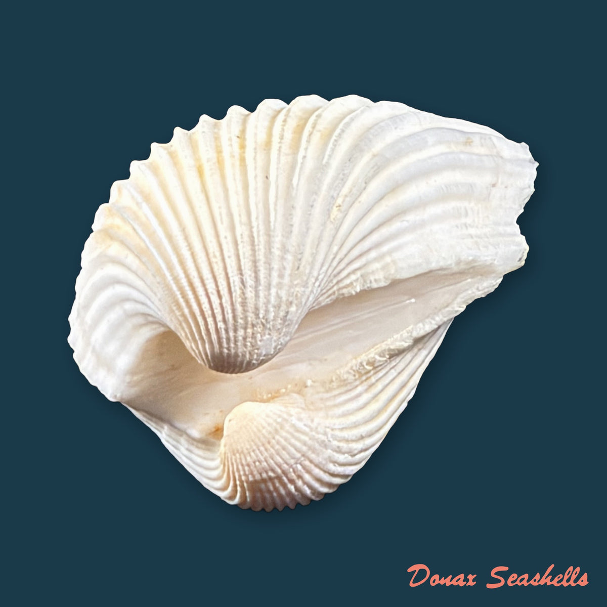 Larkinia grandis (Broderip & G. B. Sowerby I, 1829) - 52,7mm