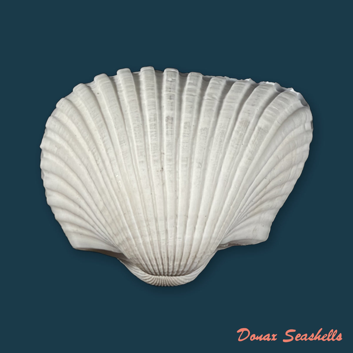 Larkinia grandis (Broderip & G. B. Sowerby I, 1829) - 50,5mm