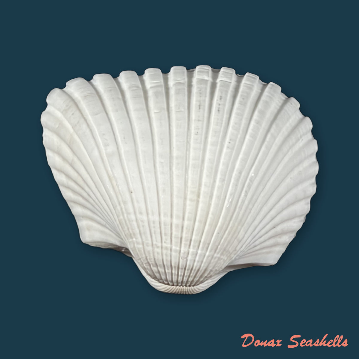 Larkinia grandis (Broderip & G. B. Sowerby I, 1829) - 50,5mm