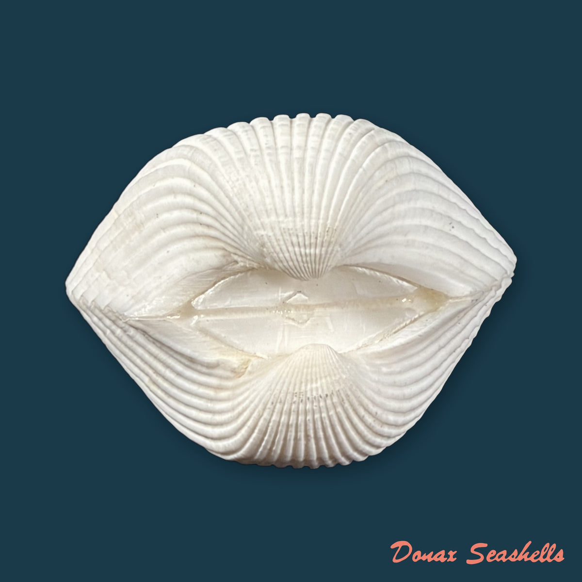 Larkinia grandis (Broderip & G. B. Sowerby I, 1829) - 50,5mm