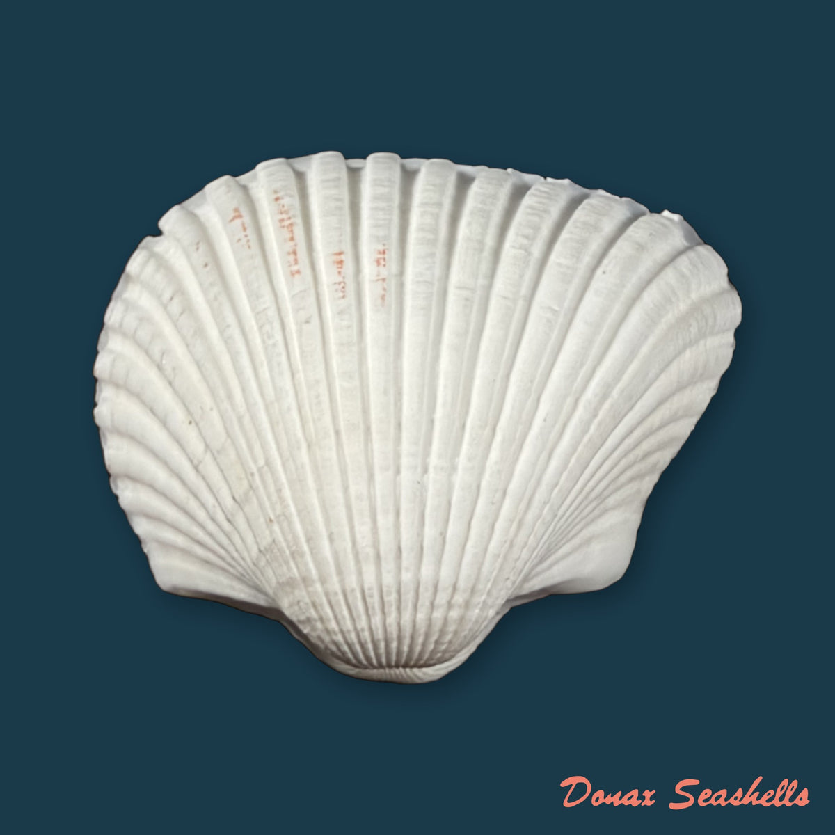 Larkinia grandis (Broderip & G. B. Sowerby I, 1829) - 44mm