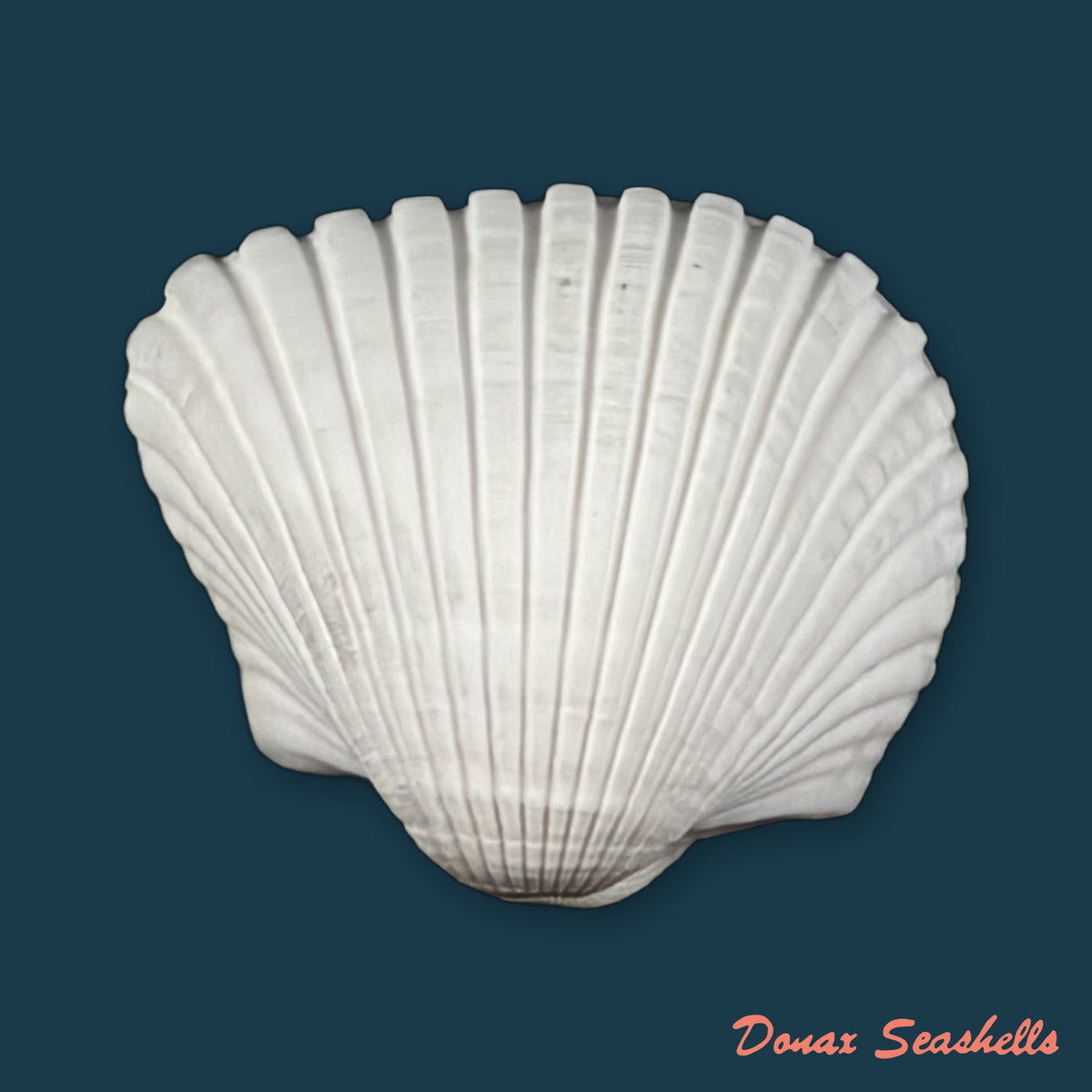 Larkinia grandis (Broderip & G. B. Sowerby I, 1829) - 44mm