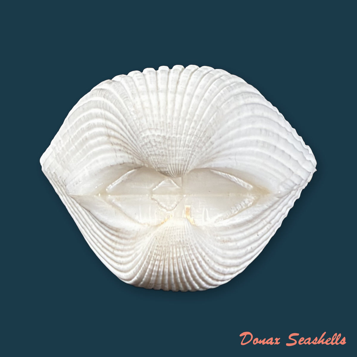 Larkinia grandis (Broderip & G. B. Sowerby I, 1829) - 44mm