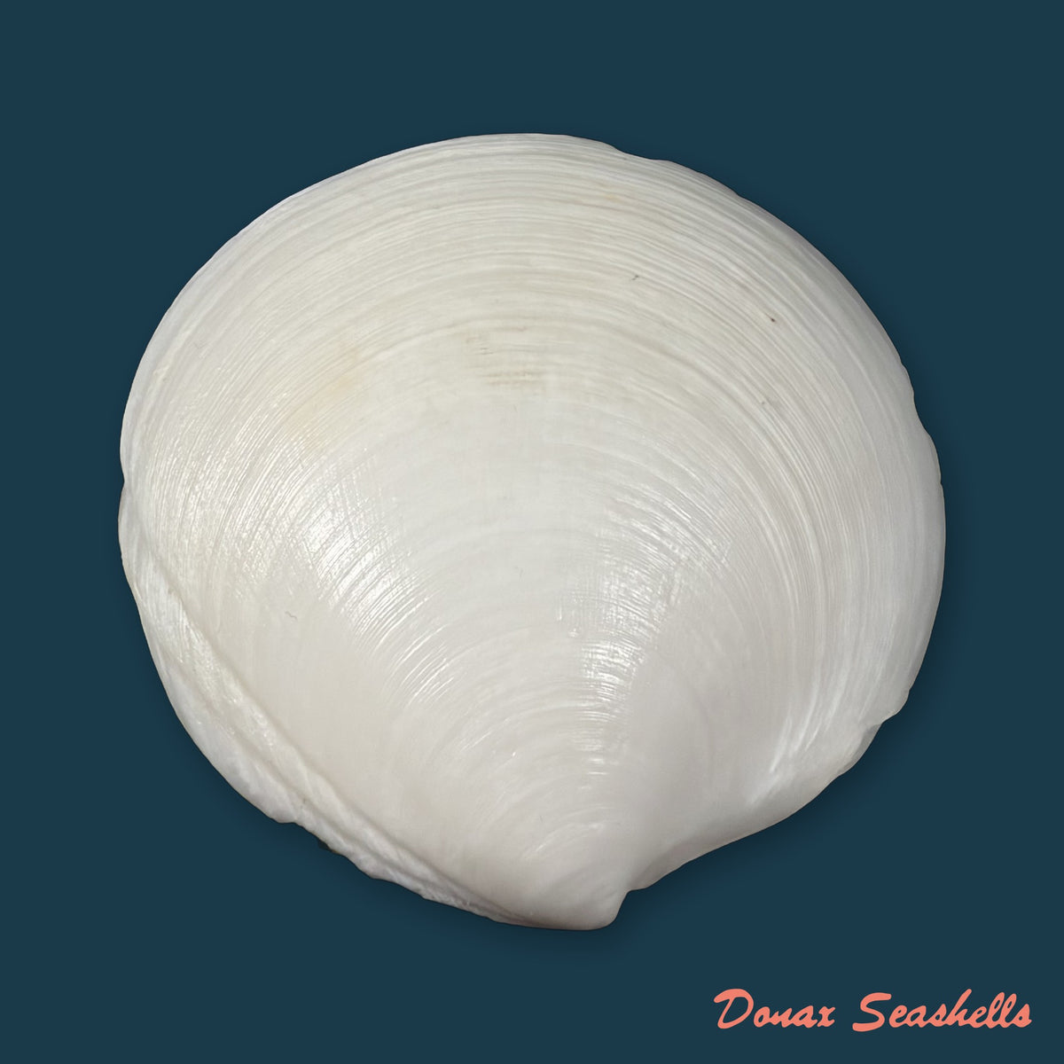 Miltha childrenae (Gray, 1825) - 96,5mm