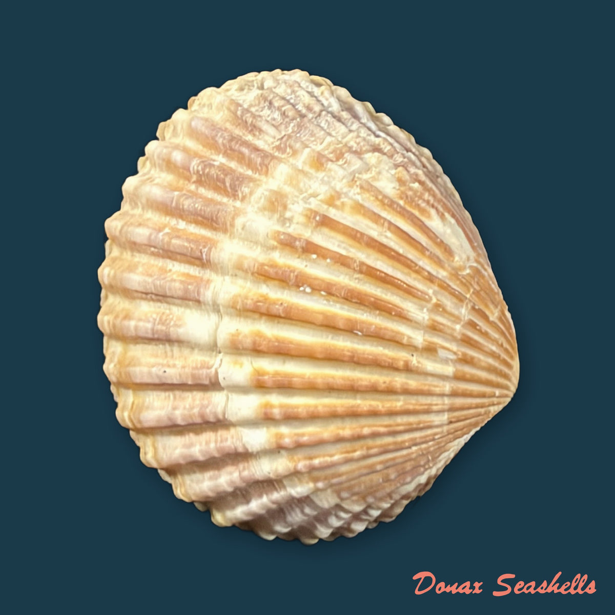 Cardiocardita ajar (Bruguière, 1792) - 26,9mm