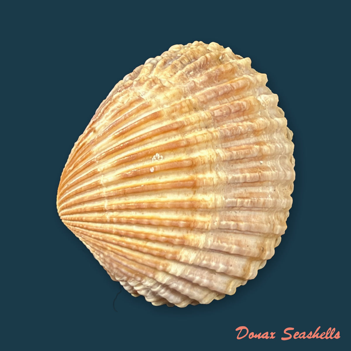 Cardiocardita ajar (Bruguière, 1792) - 26,9mm