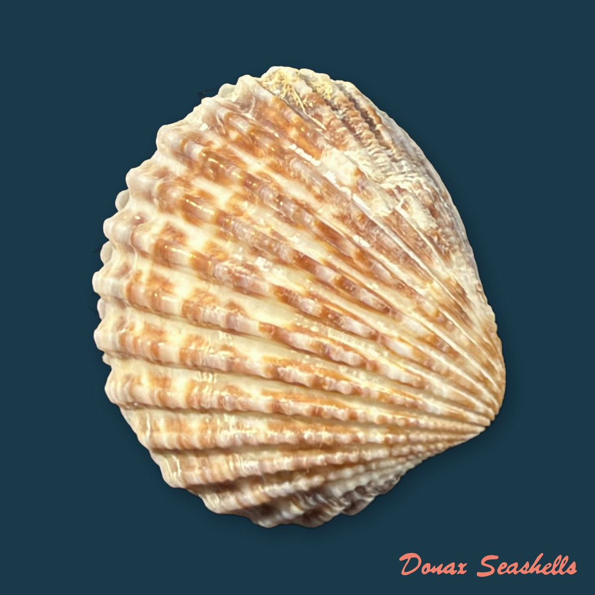 Cardiocardita ajar (Bruguière, 1792) - 26,3mm