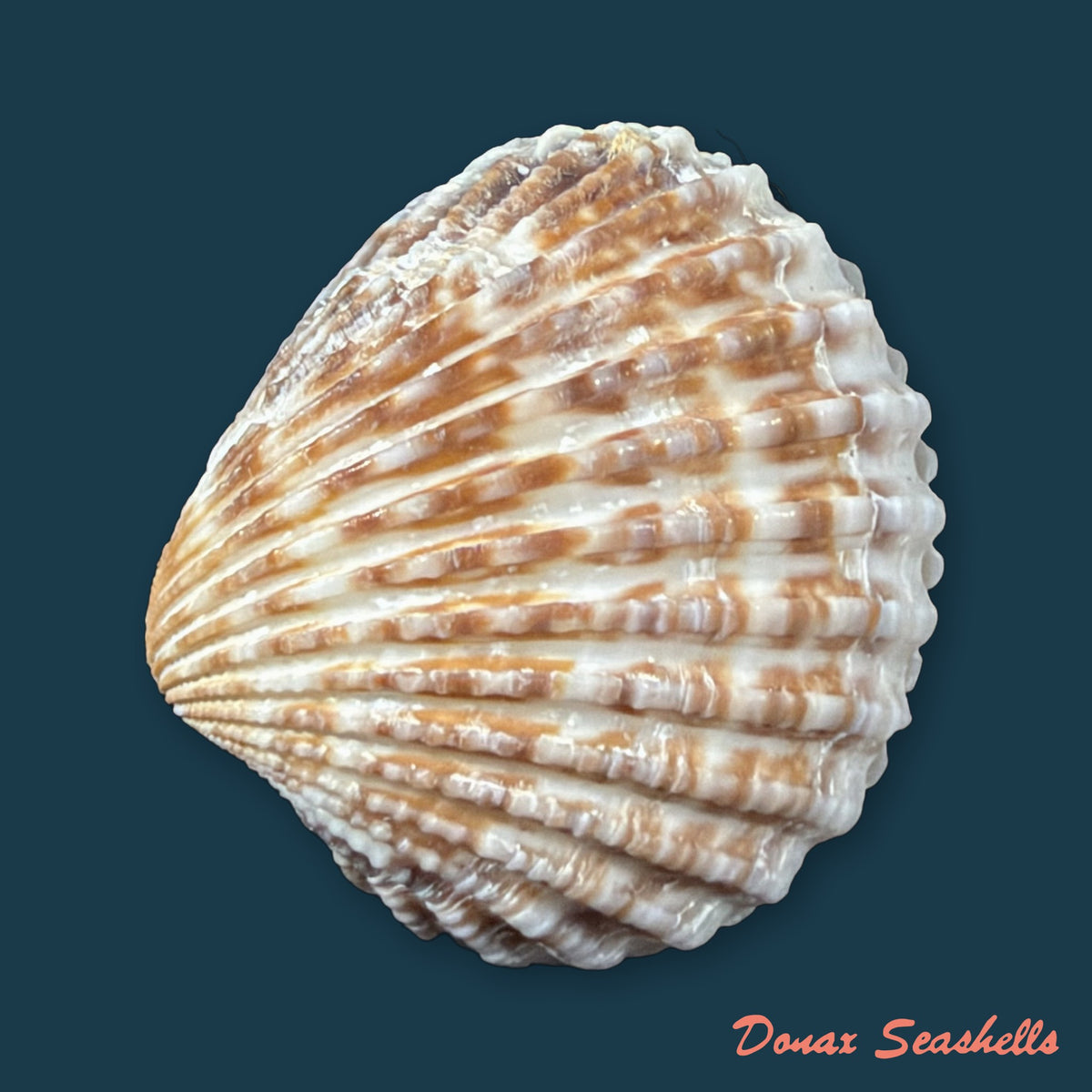 Cardiocardita ajar (Bruguière, 1792) - 26,3mm