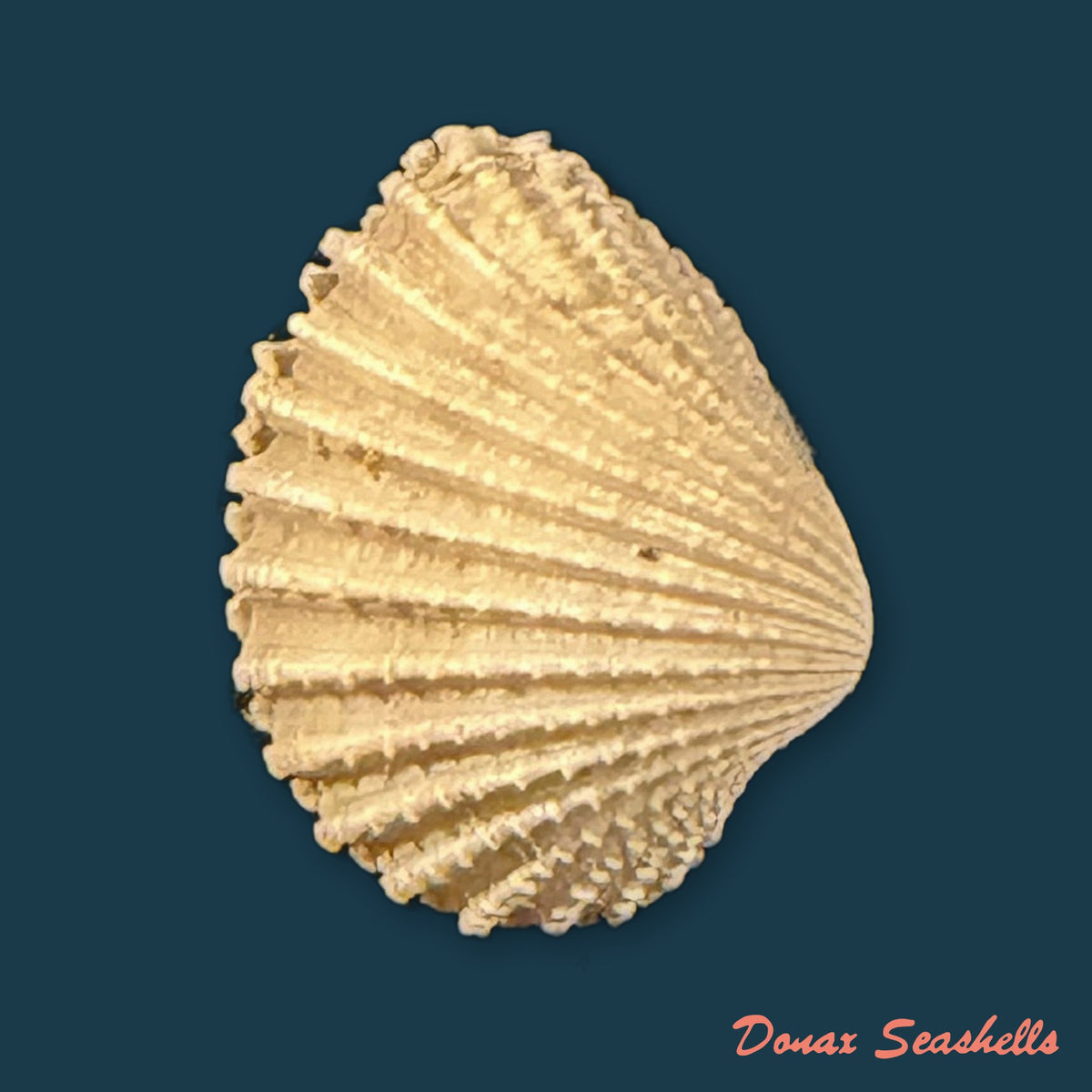 Cardiocardita lacunosa (Reeve, 1843) - 16mm