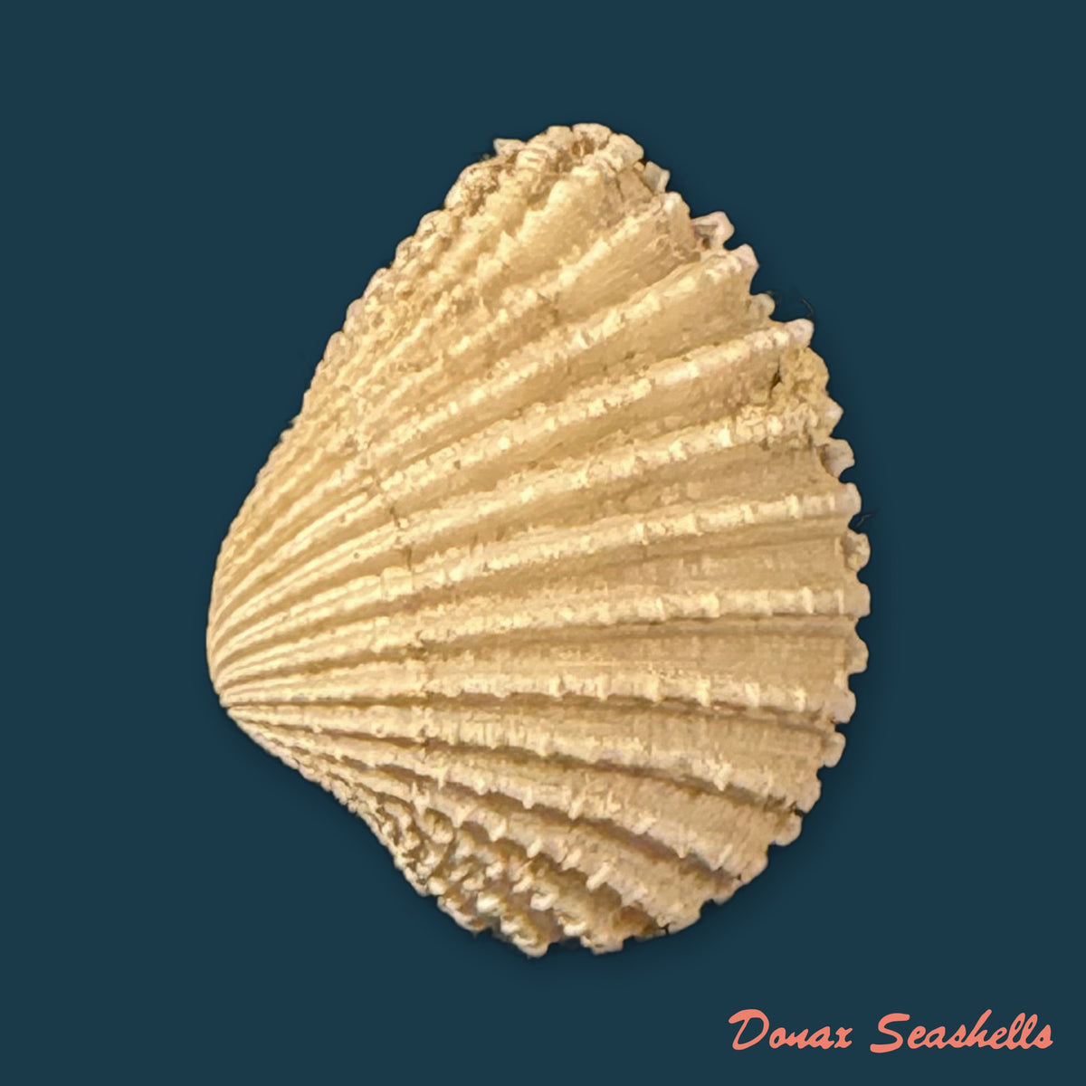 Cardiocardita lacunosa (Reeve, 1843) - 16mm