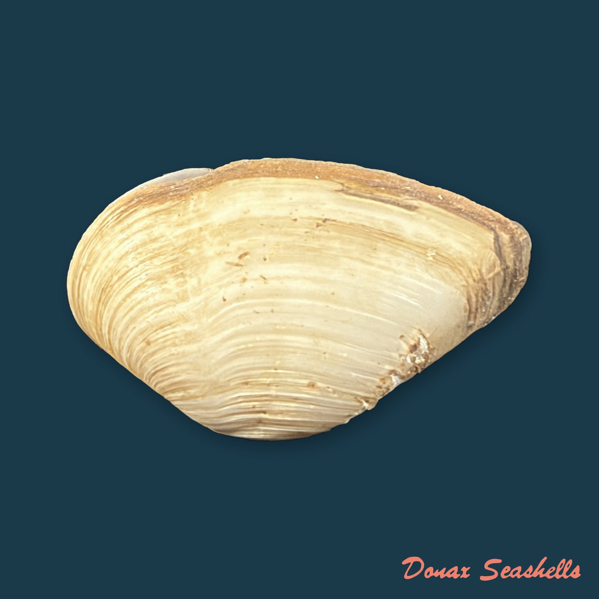 Erodona mactroides Bosc, 1801 - 25,9mm