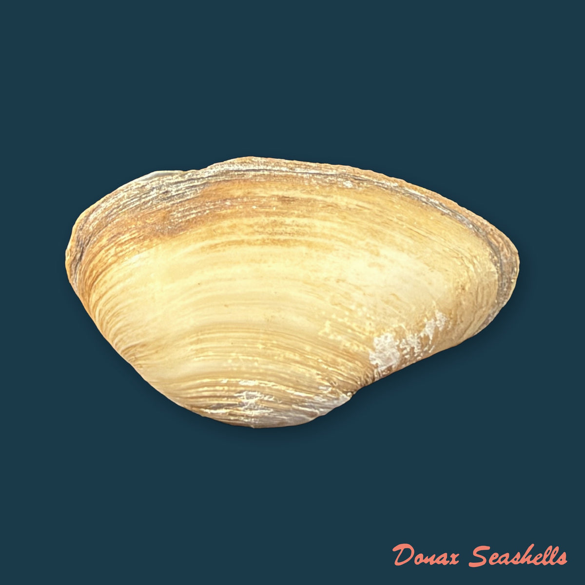 Erodona mactroides Bosc, 1801 - 27,3mm