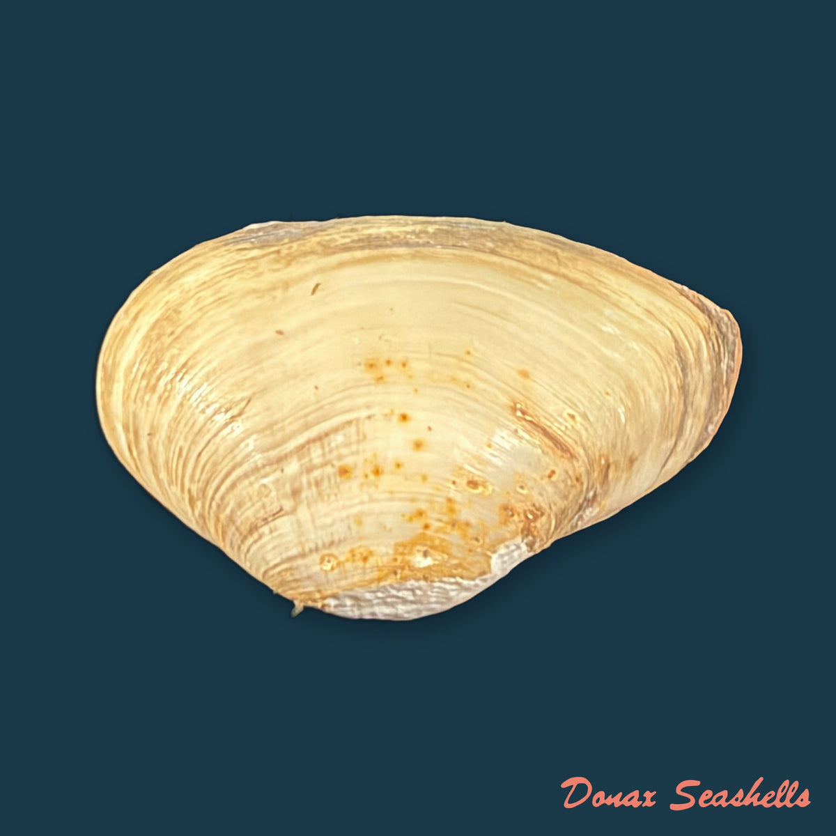 Erodona mactroides Bosc, 1801 - 25,5mm