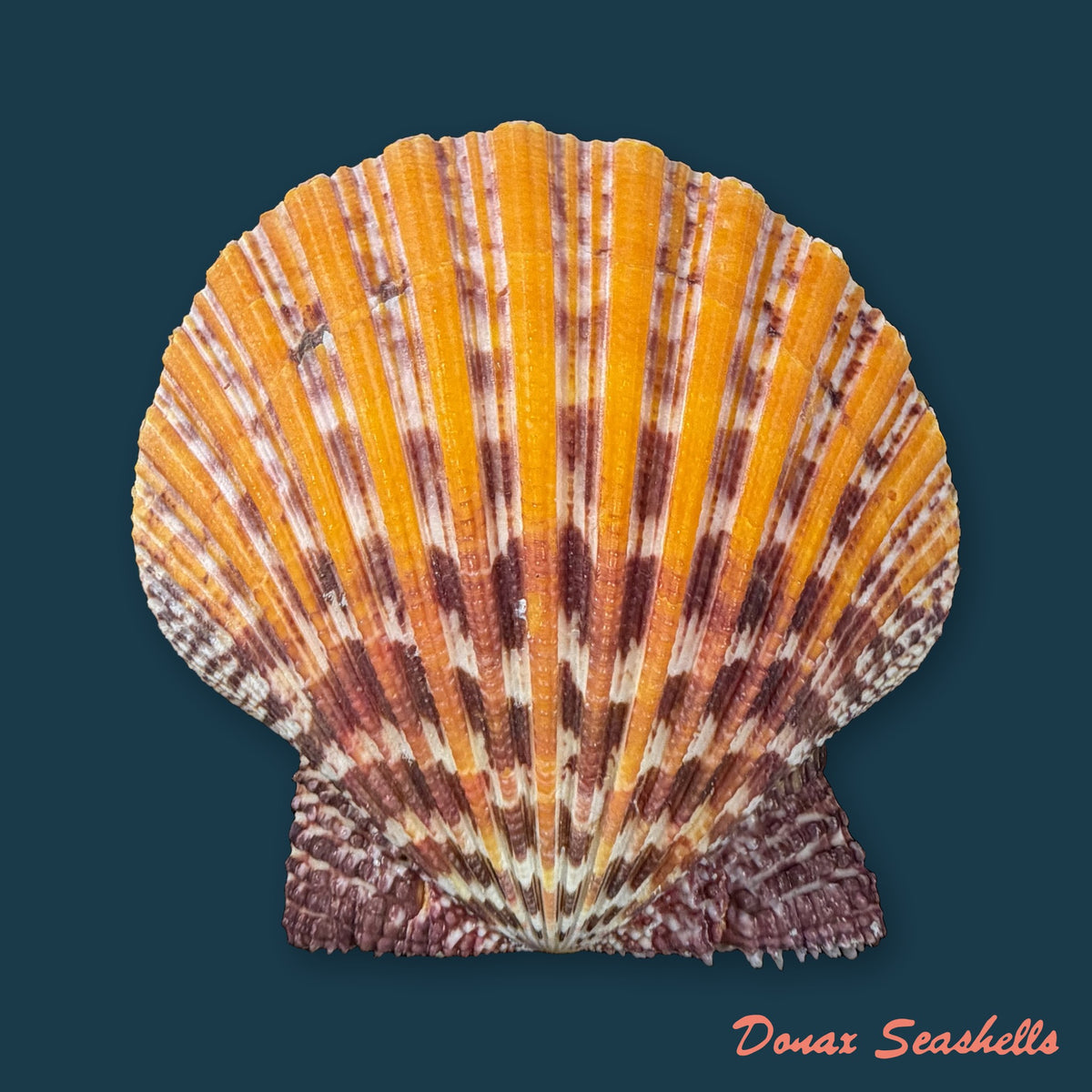 Gloripallium pallium (Linnaeus, 1758) - 65,9mm
