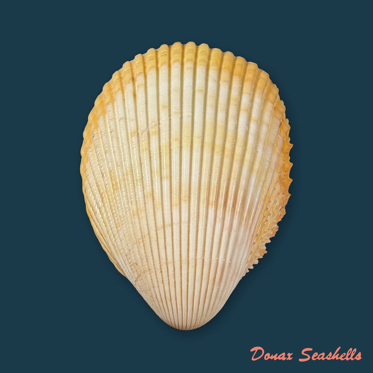 Acrosterigma magnum (Linnaeus, 1758) - 55,5mm