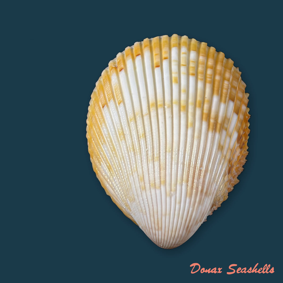 Acrosterigma magnum (Linnaeus, 1758) - 51,6mm