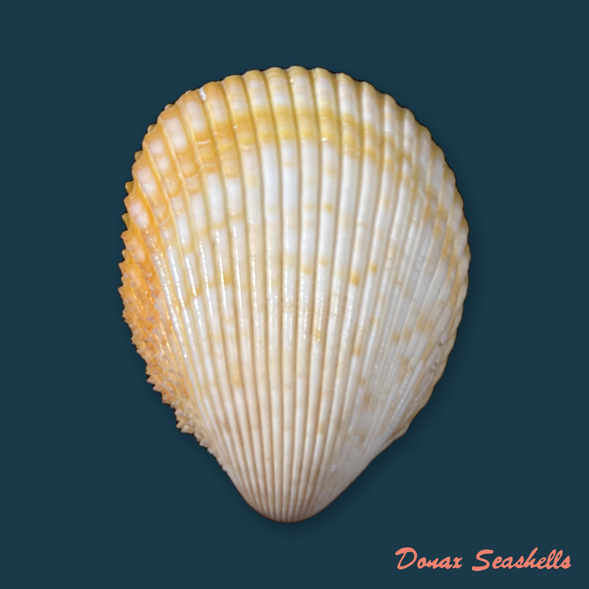 Acrosterigma magnum (Linnaeus, 1758) - 50,3mm