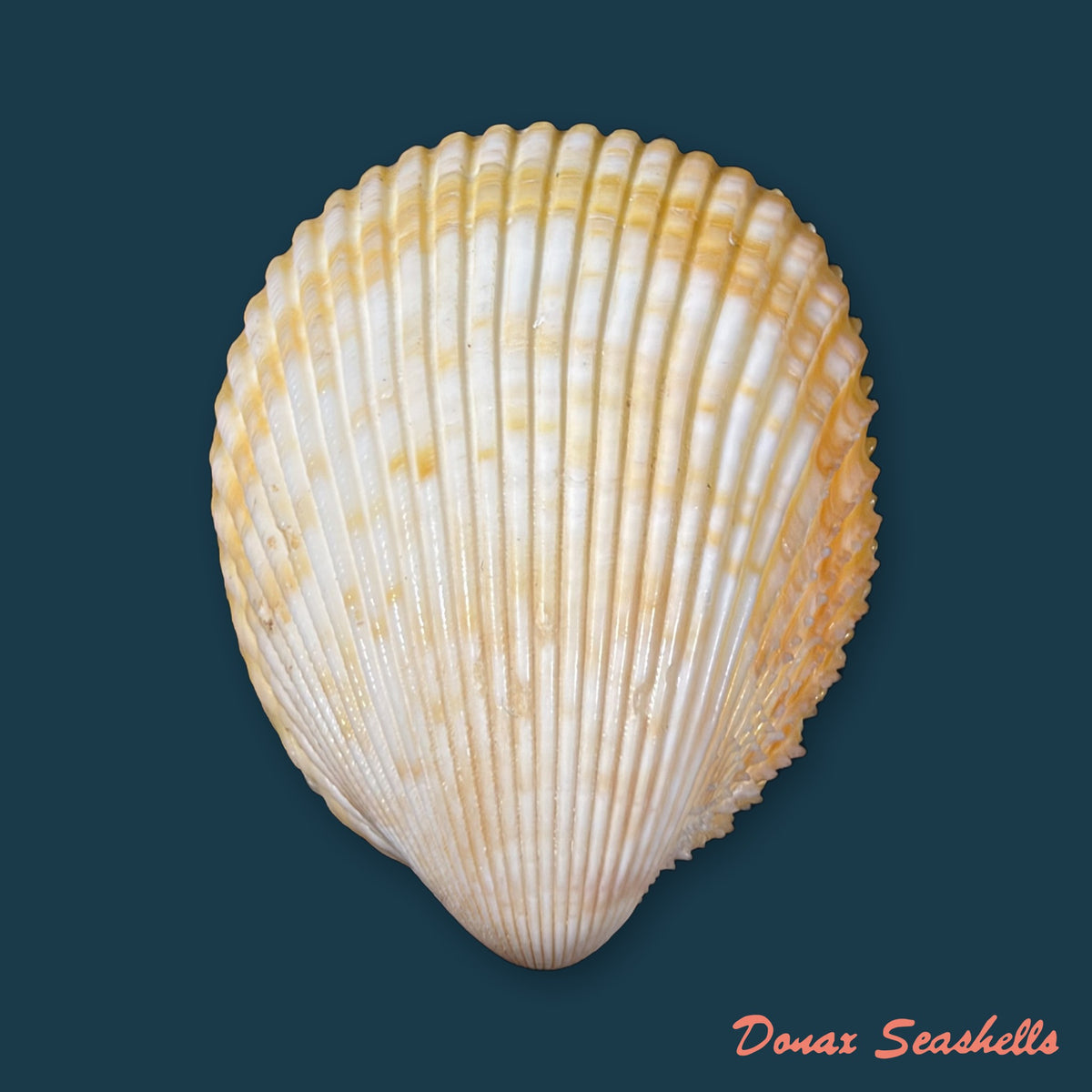 Acrosterigma magnum (Linnaeus, 1758) - 50,3mm