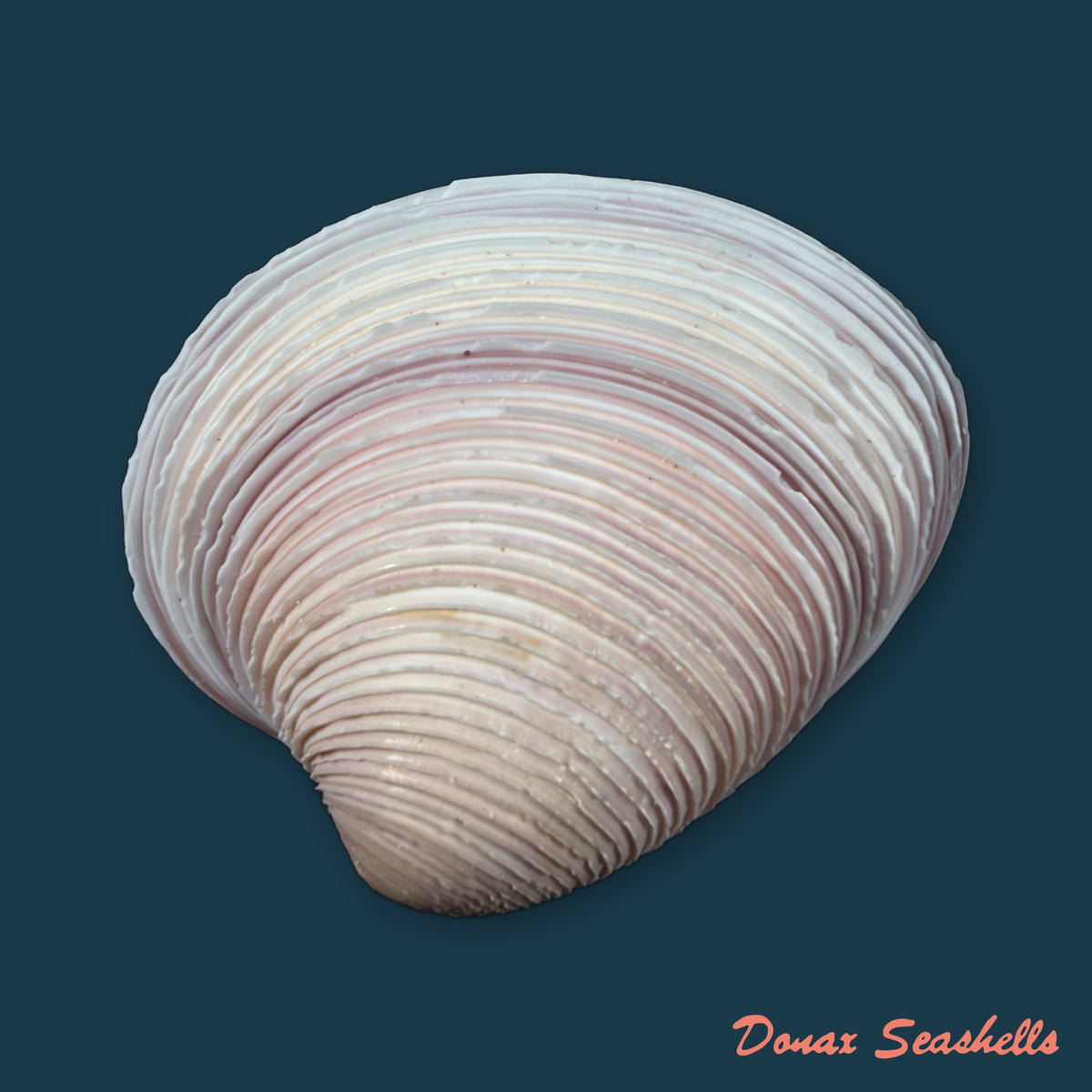 Lamelliconcha circinata (Born, 1778) - 45,4mm