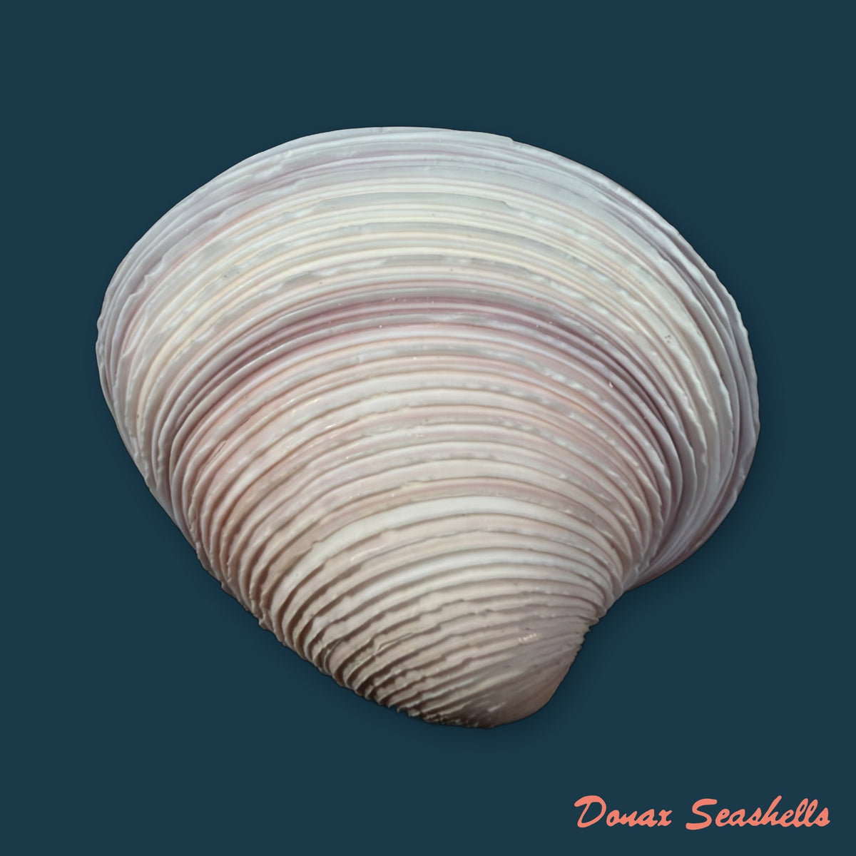 Lamelliconcha circinata (Born, 1778) - 45,4mm