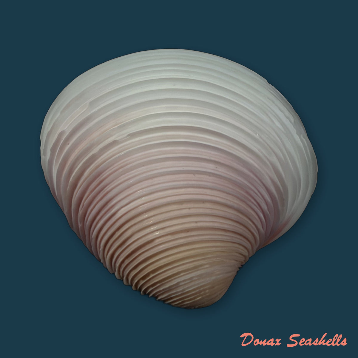 Lamelliconcha circinata (Born, 1778) - 38mm