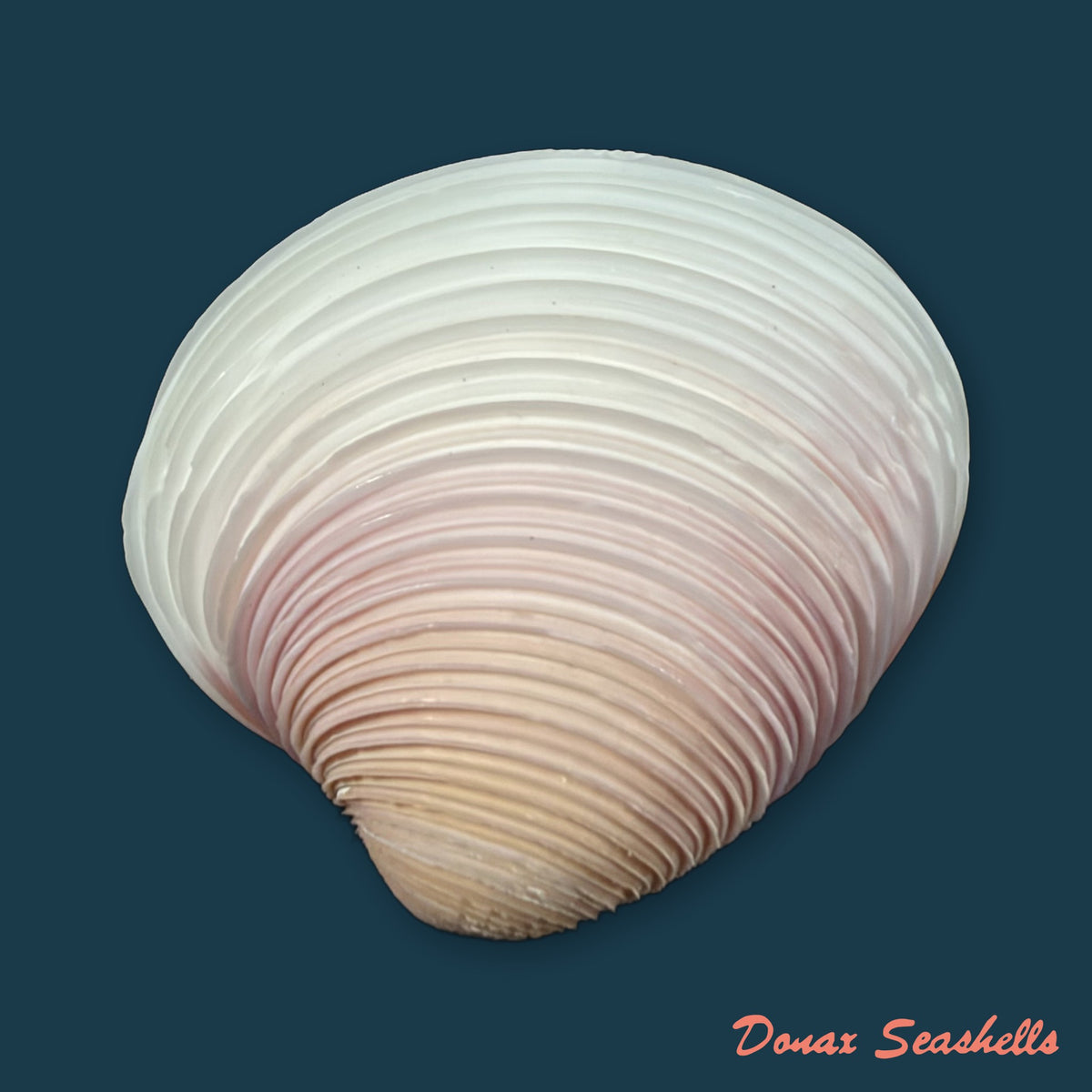 Lamelliconcha circinata (Born, 1778) - 38mm