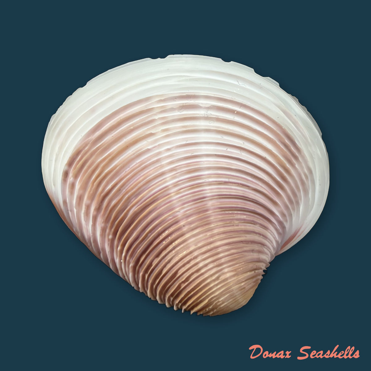 Lamelliconcha circinata (Born, 1778) - 45mm