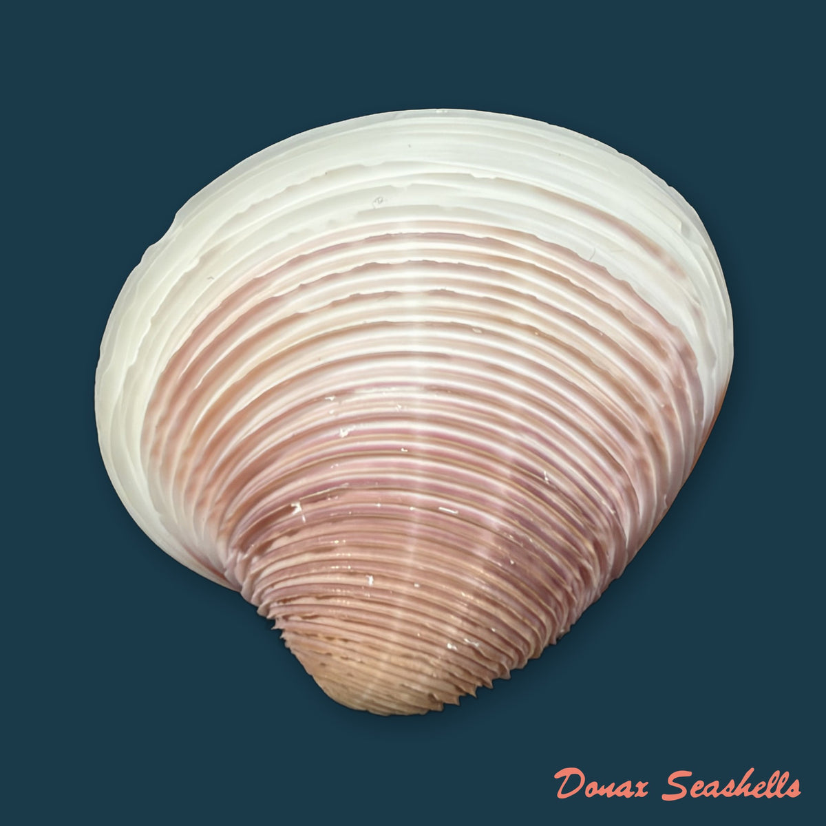 Lamelliconcha circinata (Born, 1778) - 45mm