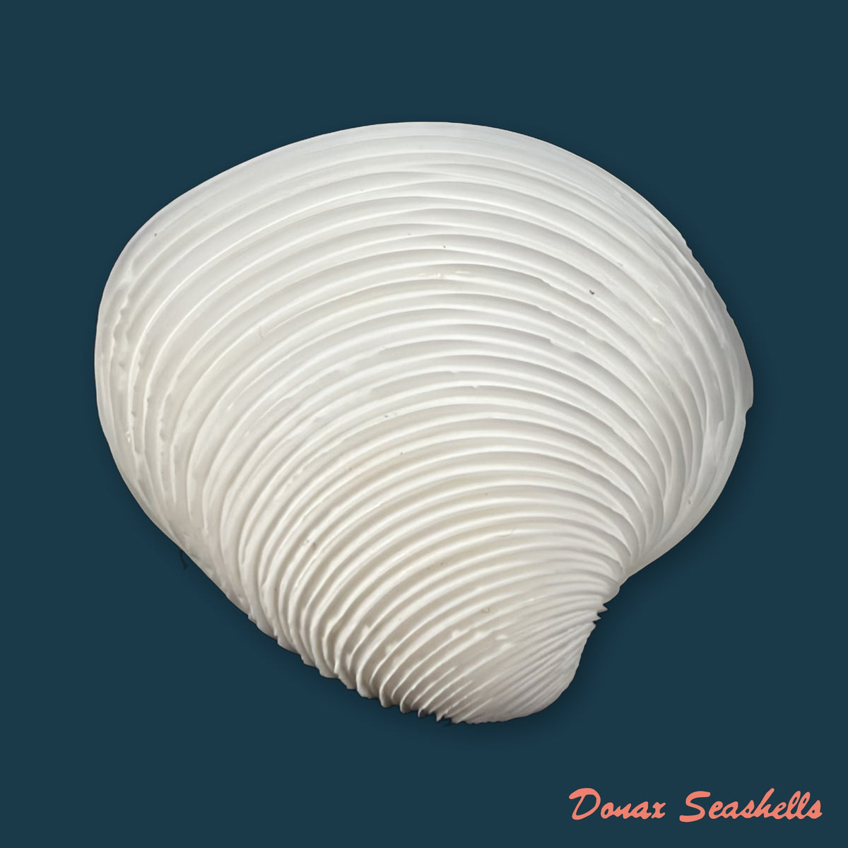 Lamelliconcha circinata (Born, 1778) - 43,5mm