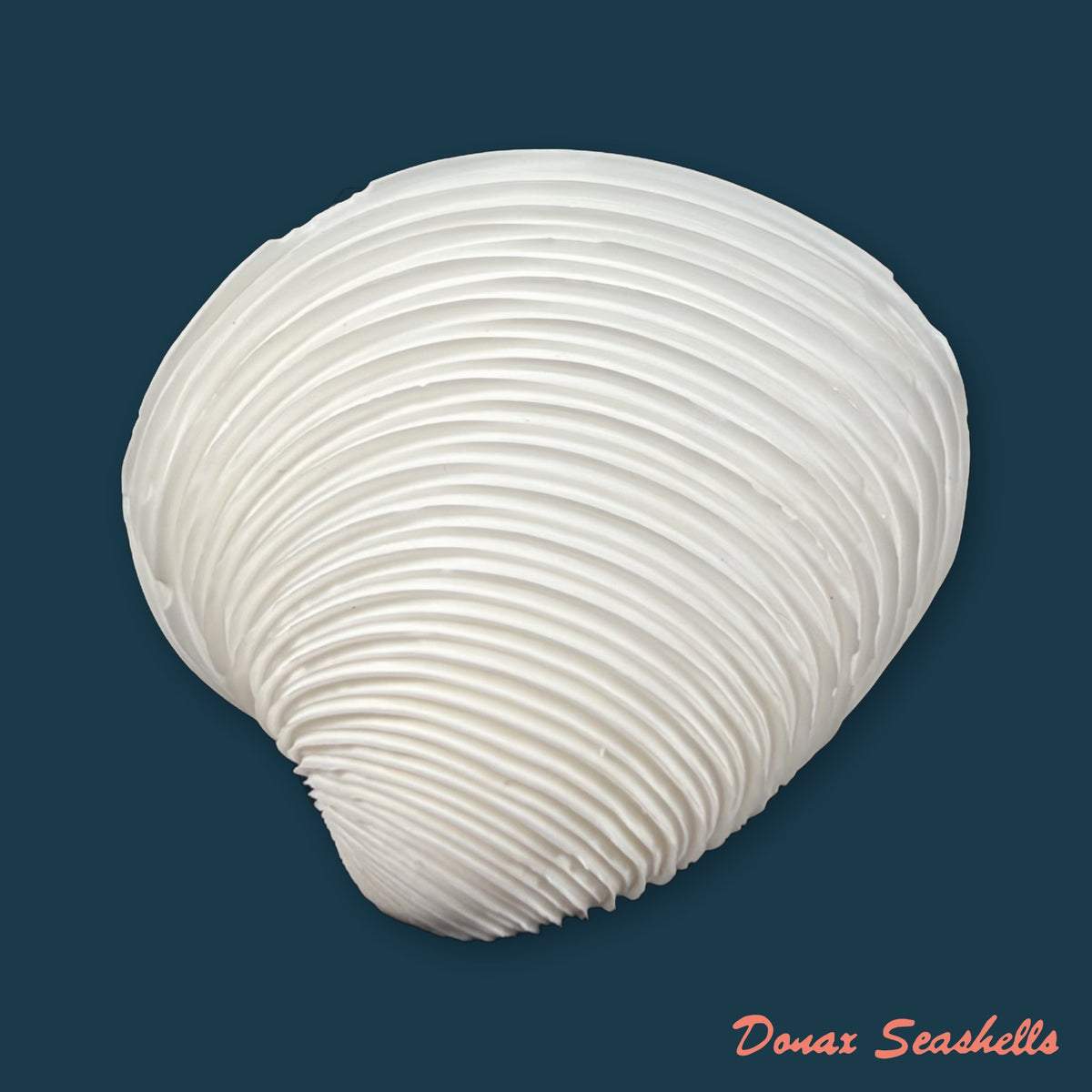 Lamelliconcha circinata (Born, 1778) - 43,5mm