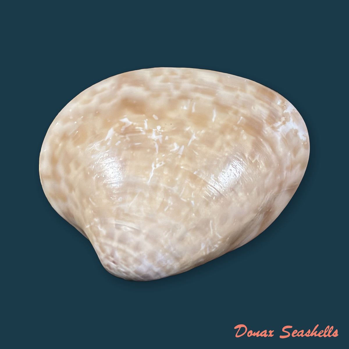 Megapitaria maculata (Linnaeus, 1758) - 58,1mm