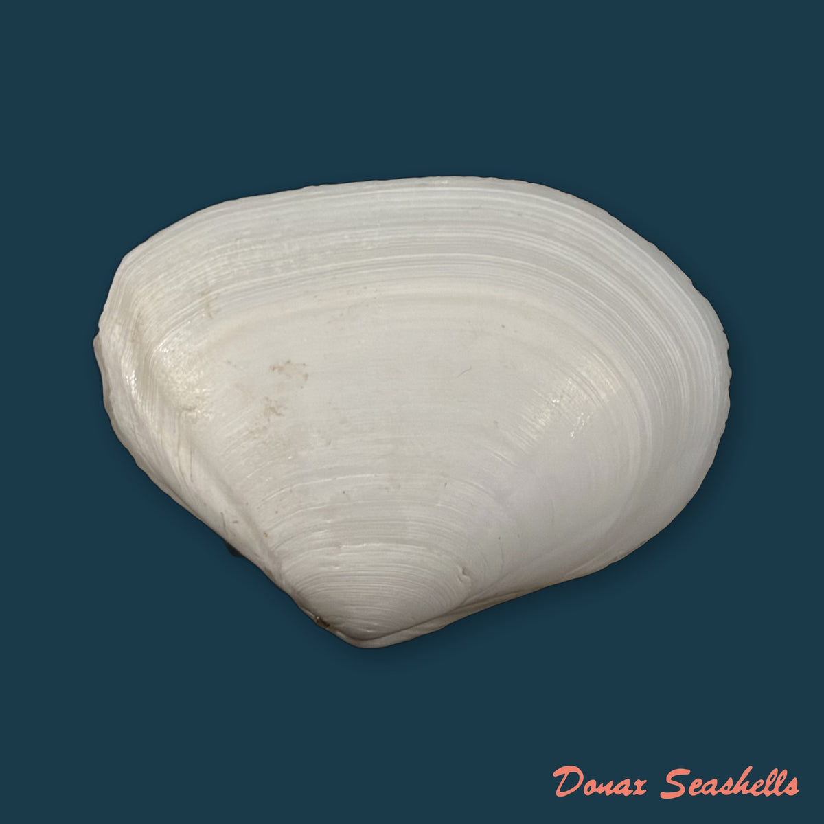 Austromacoma constricta (Bruguière, 1792) - 48,5mm