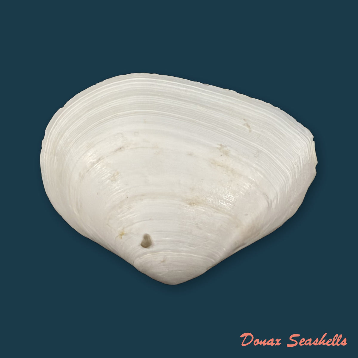 Austromacoma constricta (Bruguière, 1792) - 48,5mm