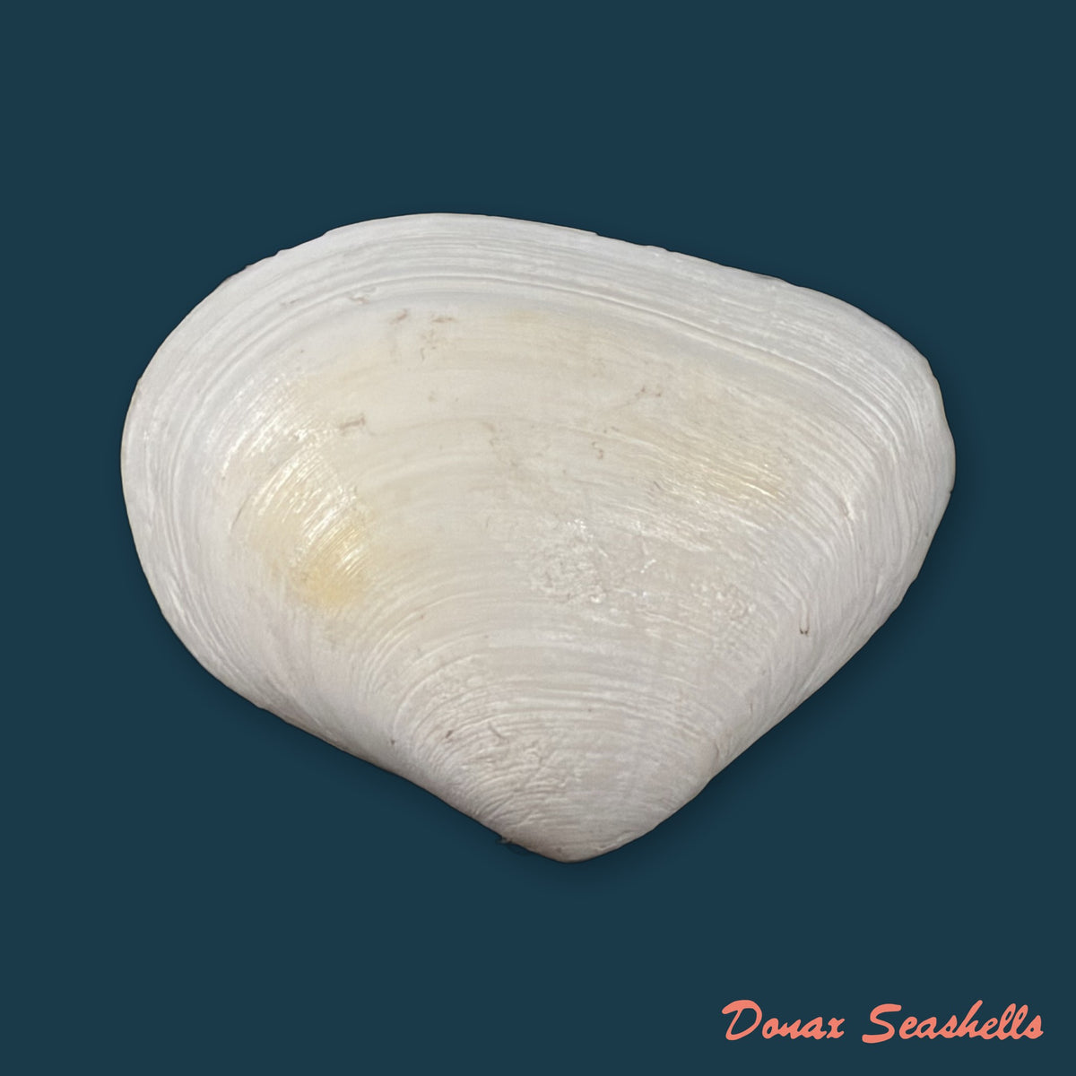 Austromacoma constricta (Bruguière, 1792) - 43,5mm