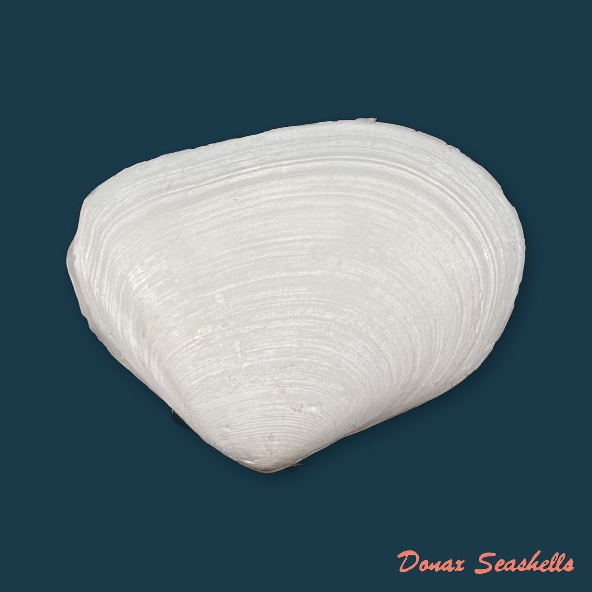 Austromacoma constricta (Bruguière, 1792) - 43,5mm