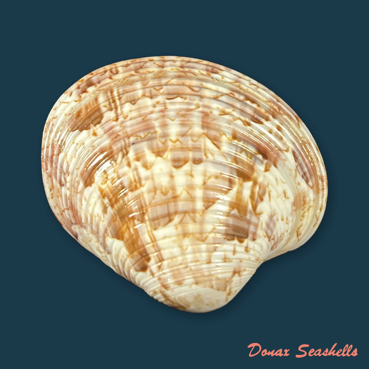 Callpita eucymata (Dall, 1890) - 33,3mm