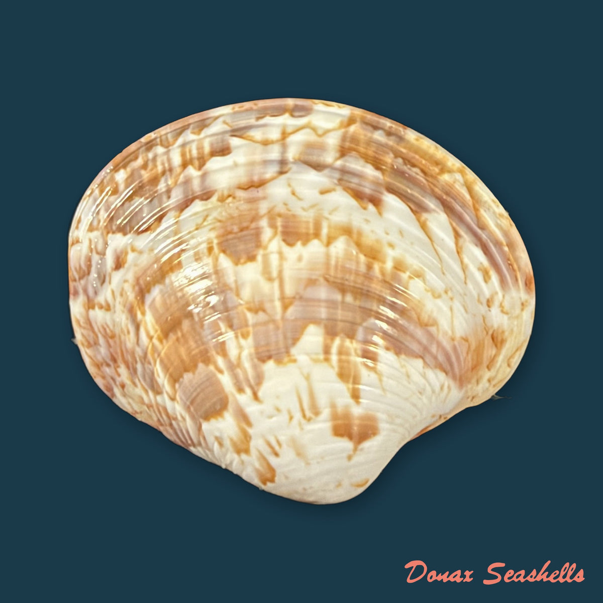 Callpita eucymata (Dall, 1890) - 26,9mm