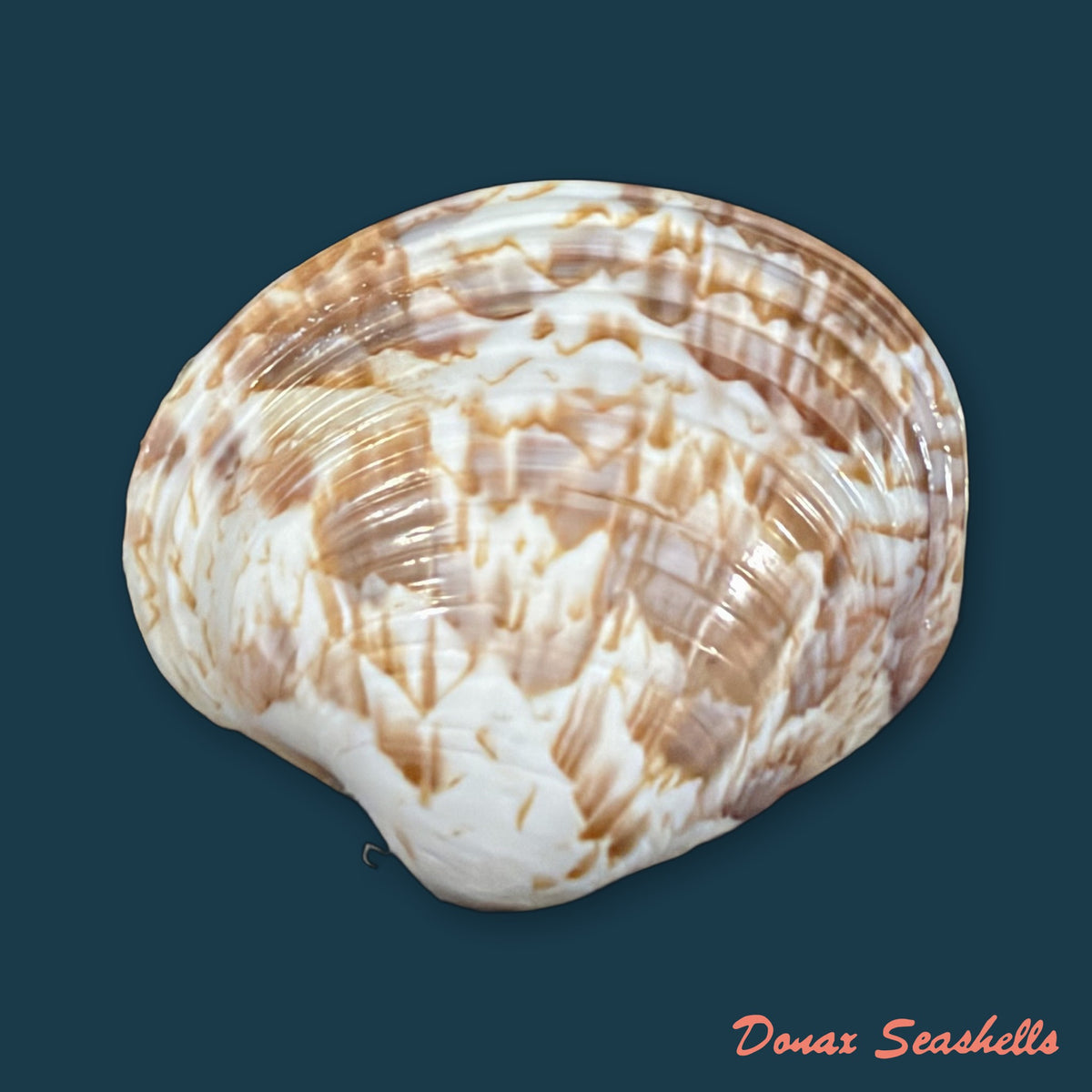 Callpita eucymata (Dall, 1890) - 26,9mm