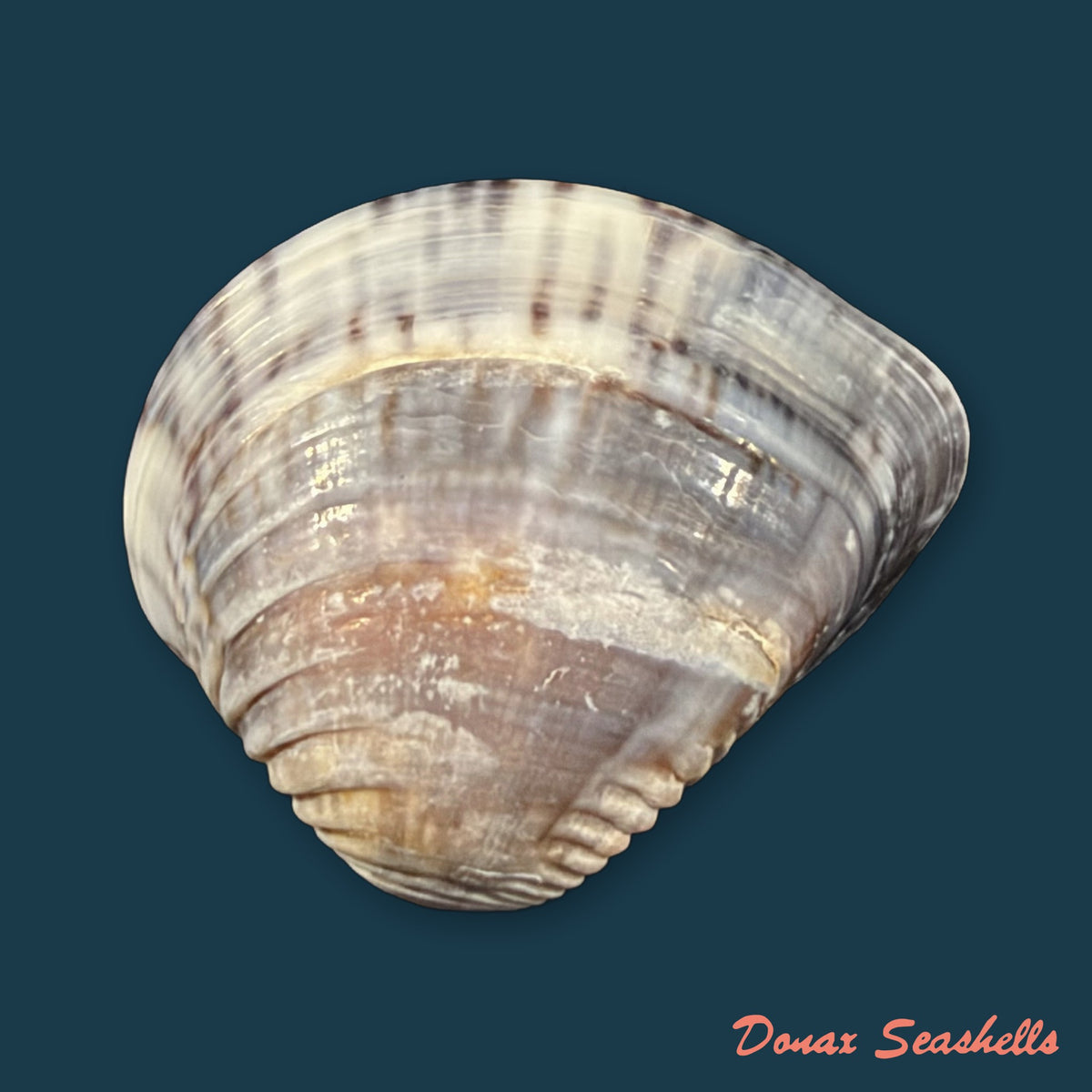 Anomalocardia brasiliana (Gmelin, 1791) - 28,3mm