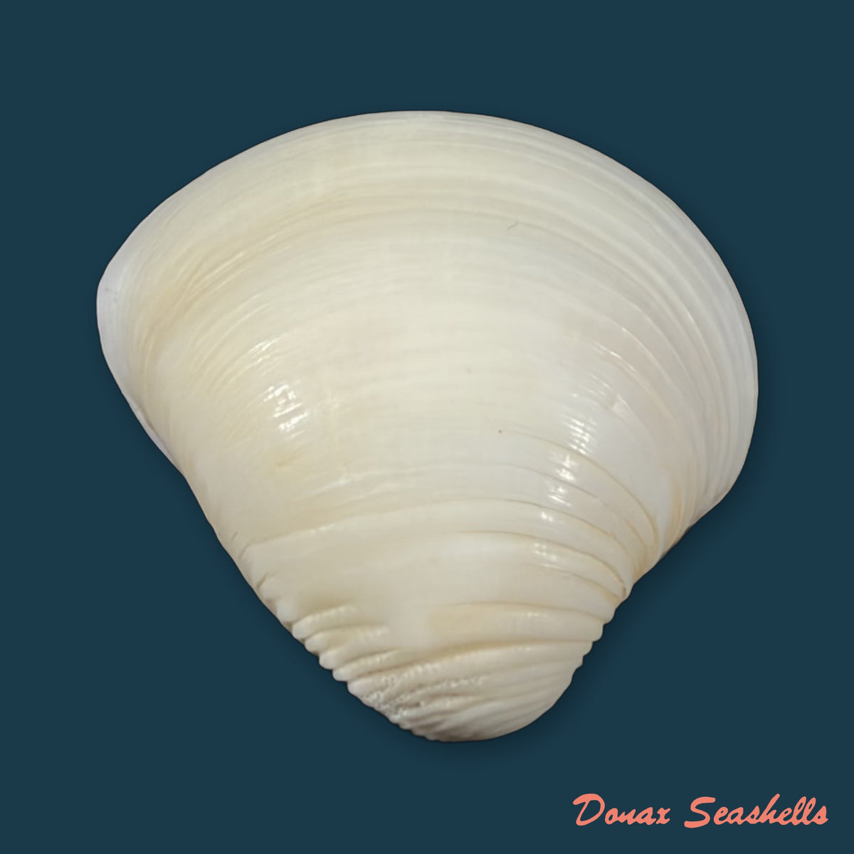 Anomalocardia brasiliana (Gmelin, 1791) - 29,1mm
