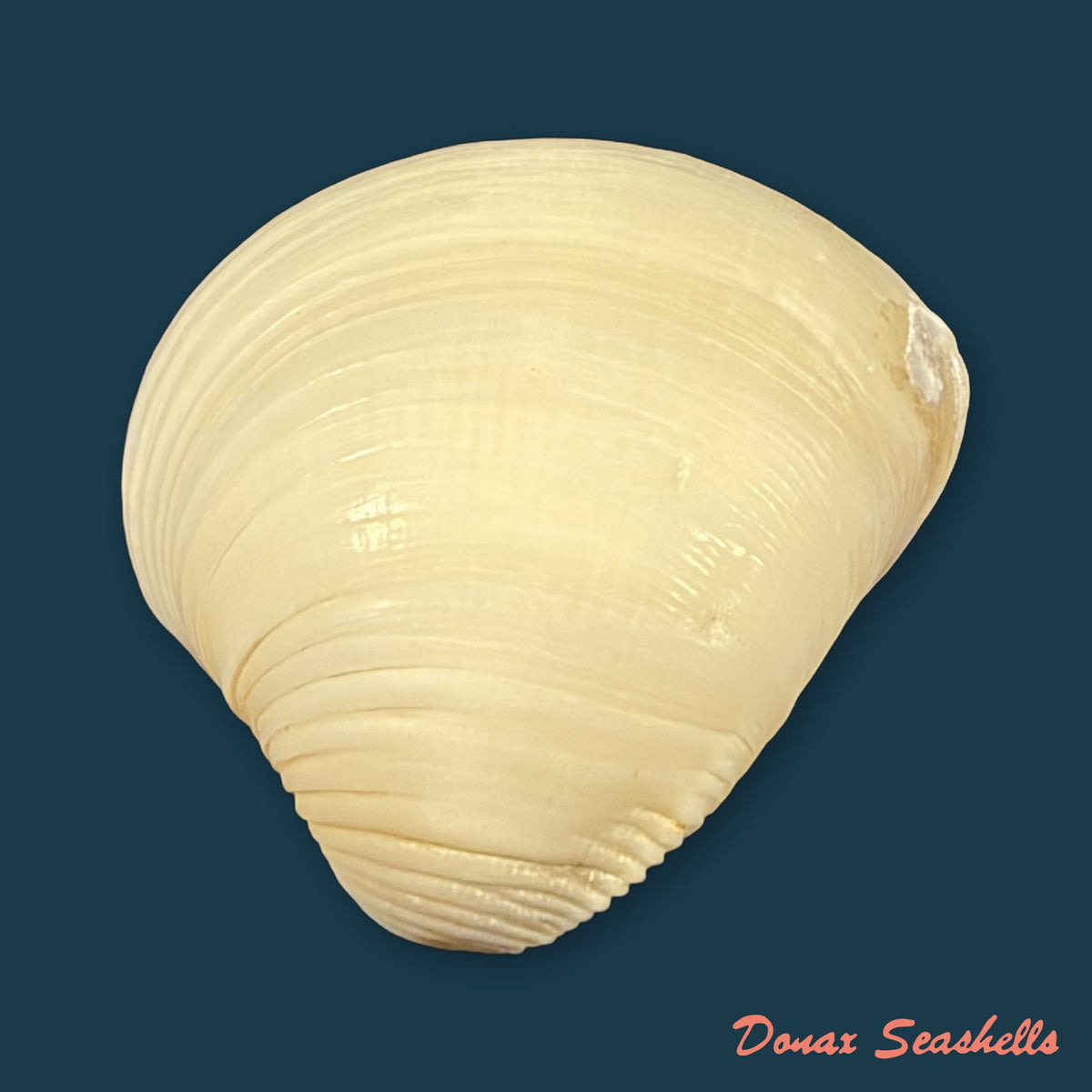 Anomalocardia brasiliana (Gmelin, 1791) - 29,1mm