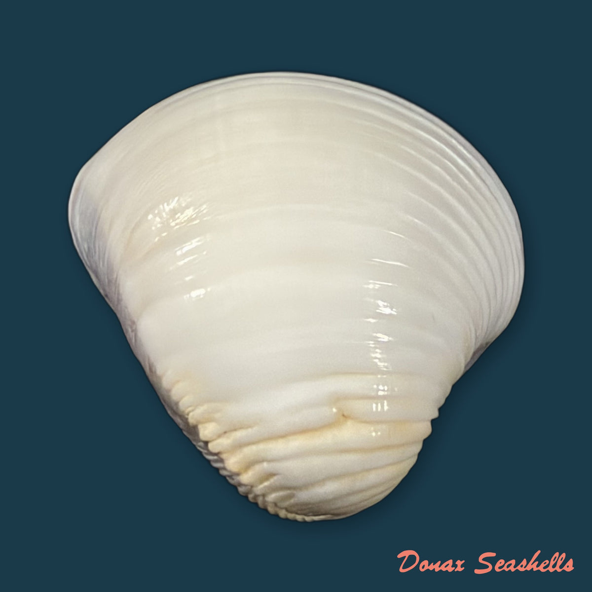 Anomalocardia brasiliana (Gmelin, 1791) - 25,1mm