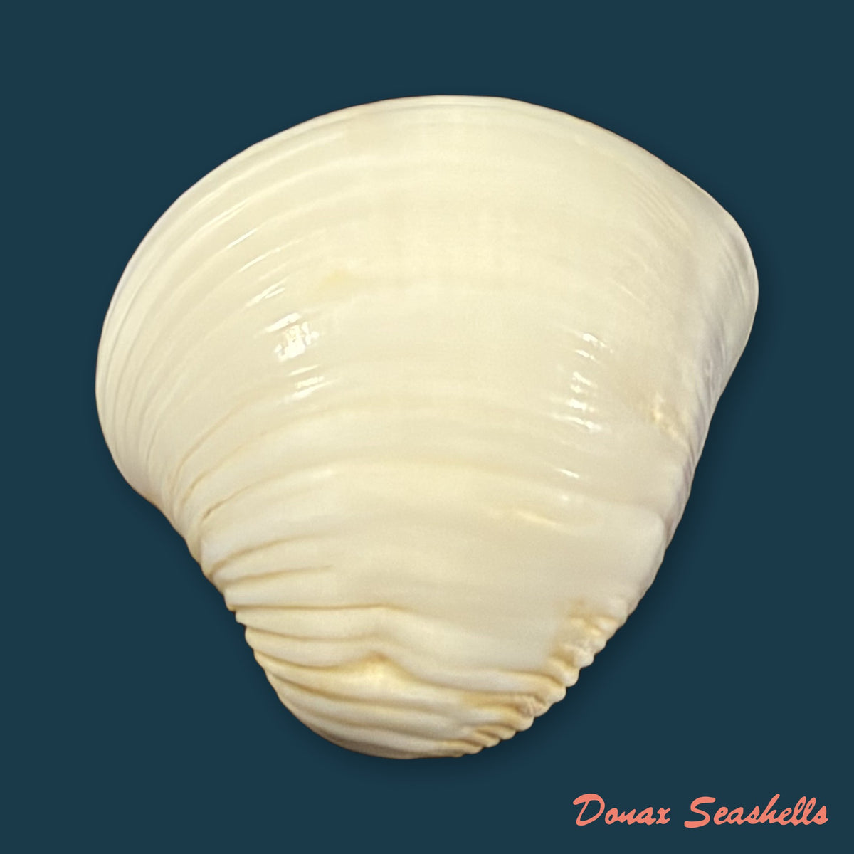 Anomalocardia brasiliana (Gmelin, 1791) - 25,1mm