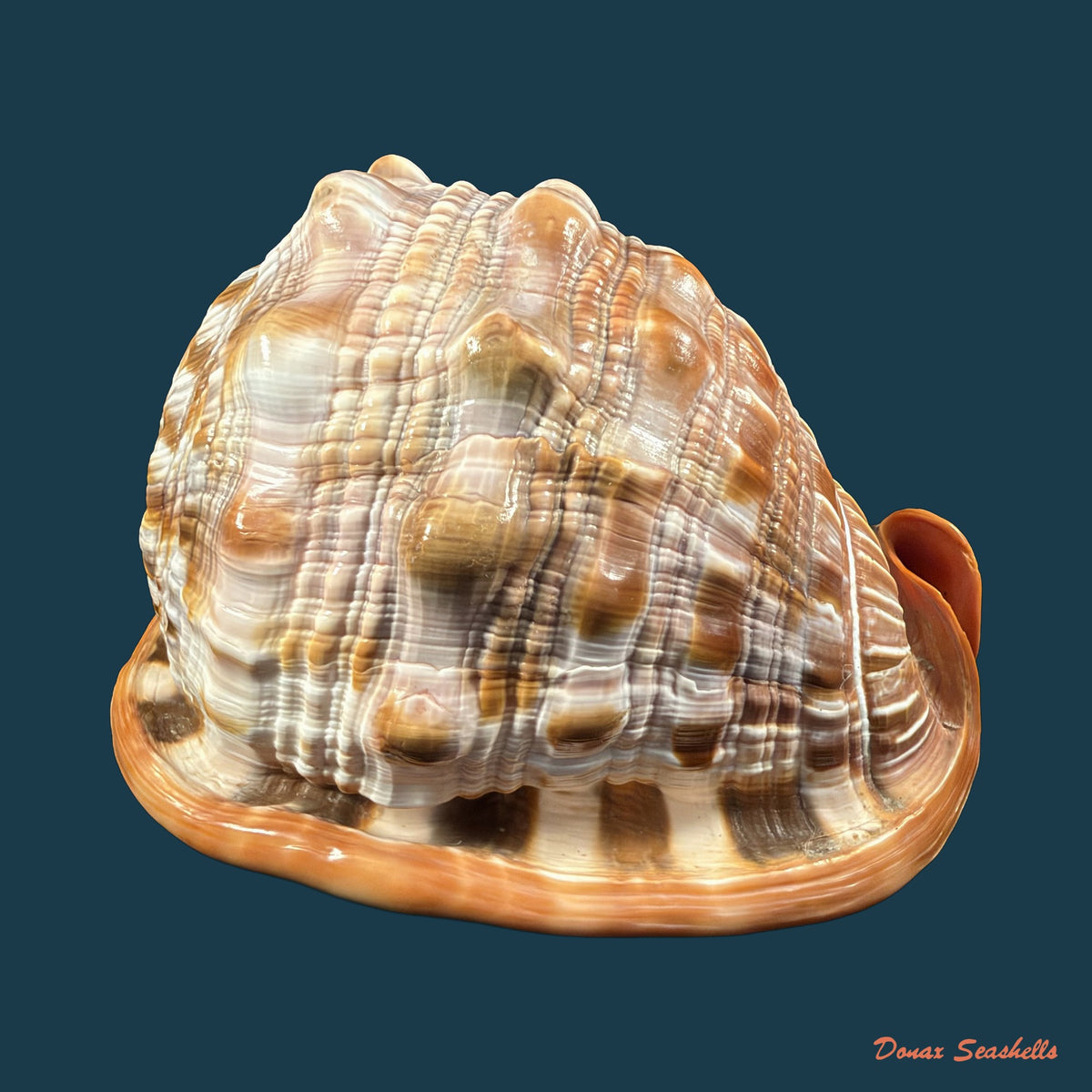 Cypraecassis rufa (Linnaeus, 1758) - 146mm